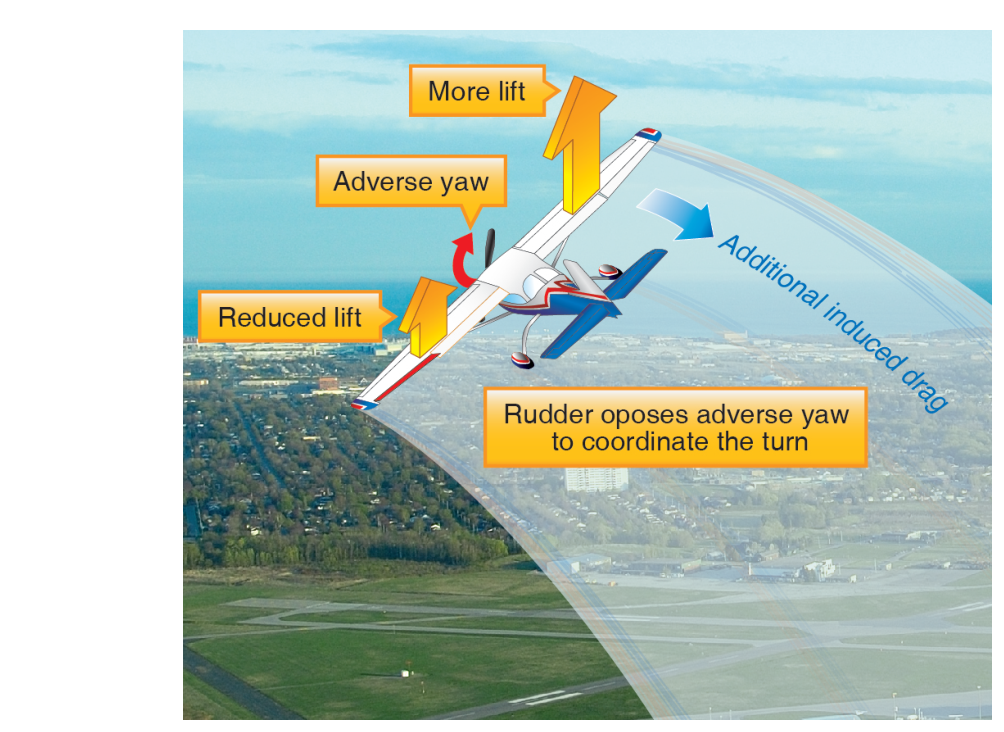 The rudder opposes adverse yaw to help coordinate the turn.