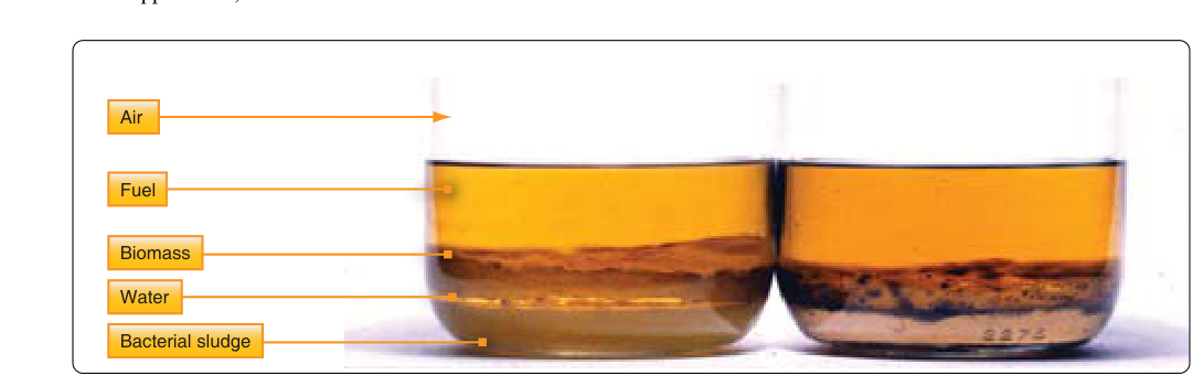 This fuel-water sample has microbial growth at the interface of the two liquids.