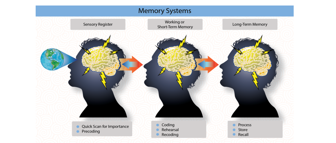 Information processing within the sensory register, working on short-term memory, and long-term memory includes complex coding, sorting, storing, and recall functions.