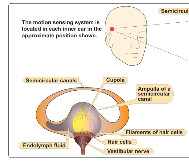 Inner ear orientation.